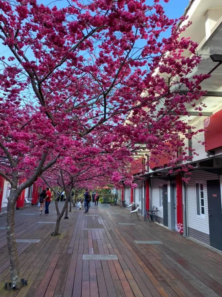 Miaoli Sanyi Shantongyazhu Homestay Экстерьер фото