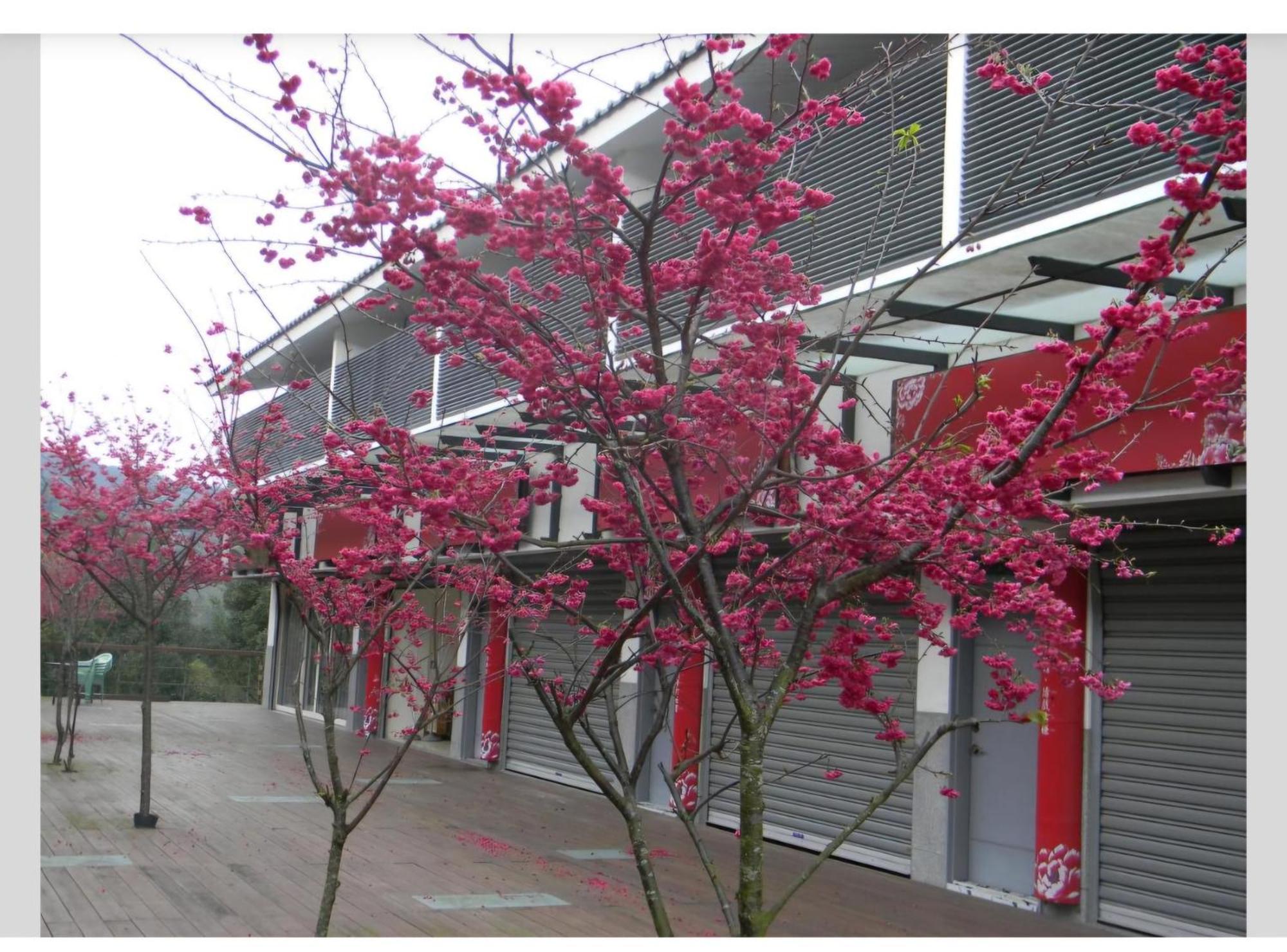 Miaoli Sanyi Shantongyazhu Homestay Экстерьер фото